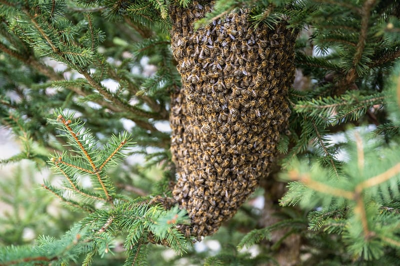 Rooftop Beehive