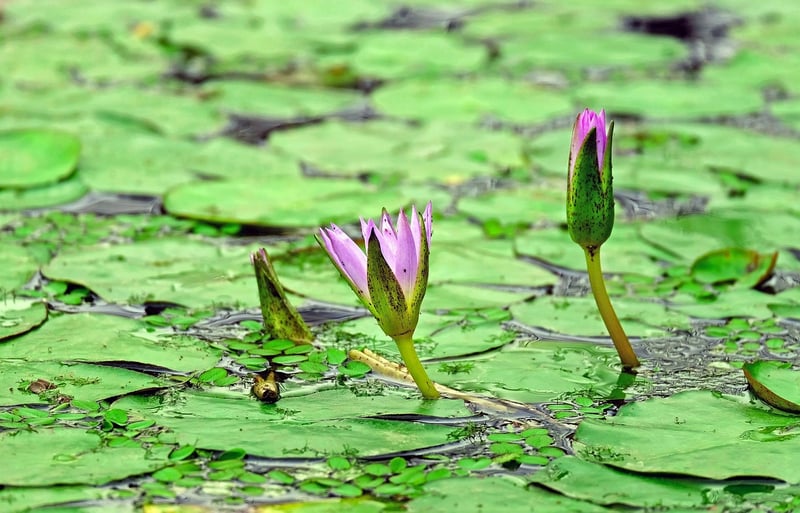 Container Pond