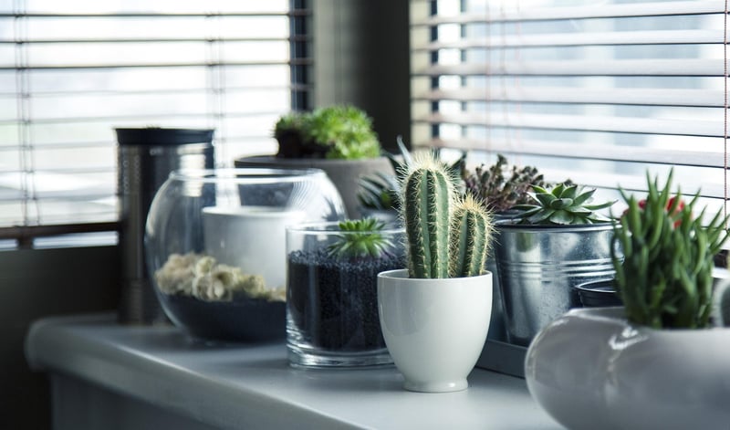 Upcycled Container Garden