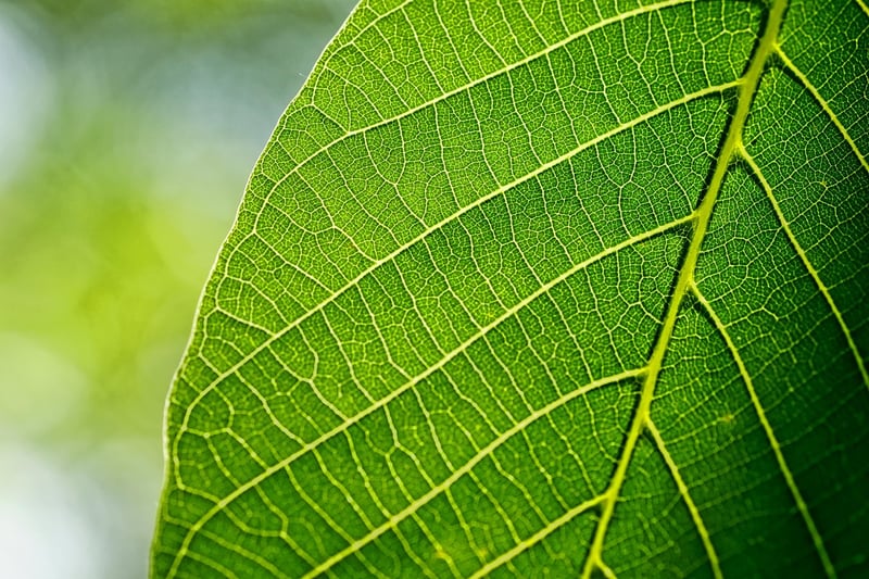 Green Leaf